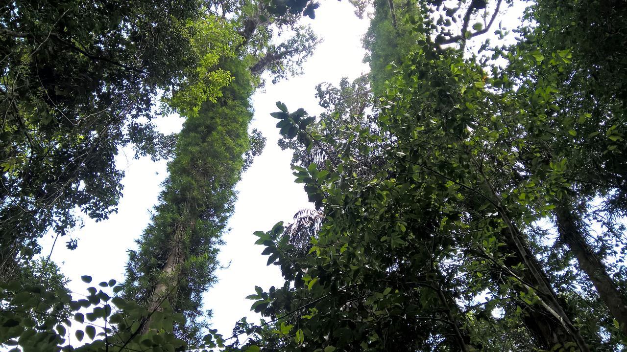 Sinharaja Forest Sanctuary Деніяя Екстер'єр фото