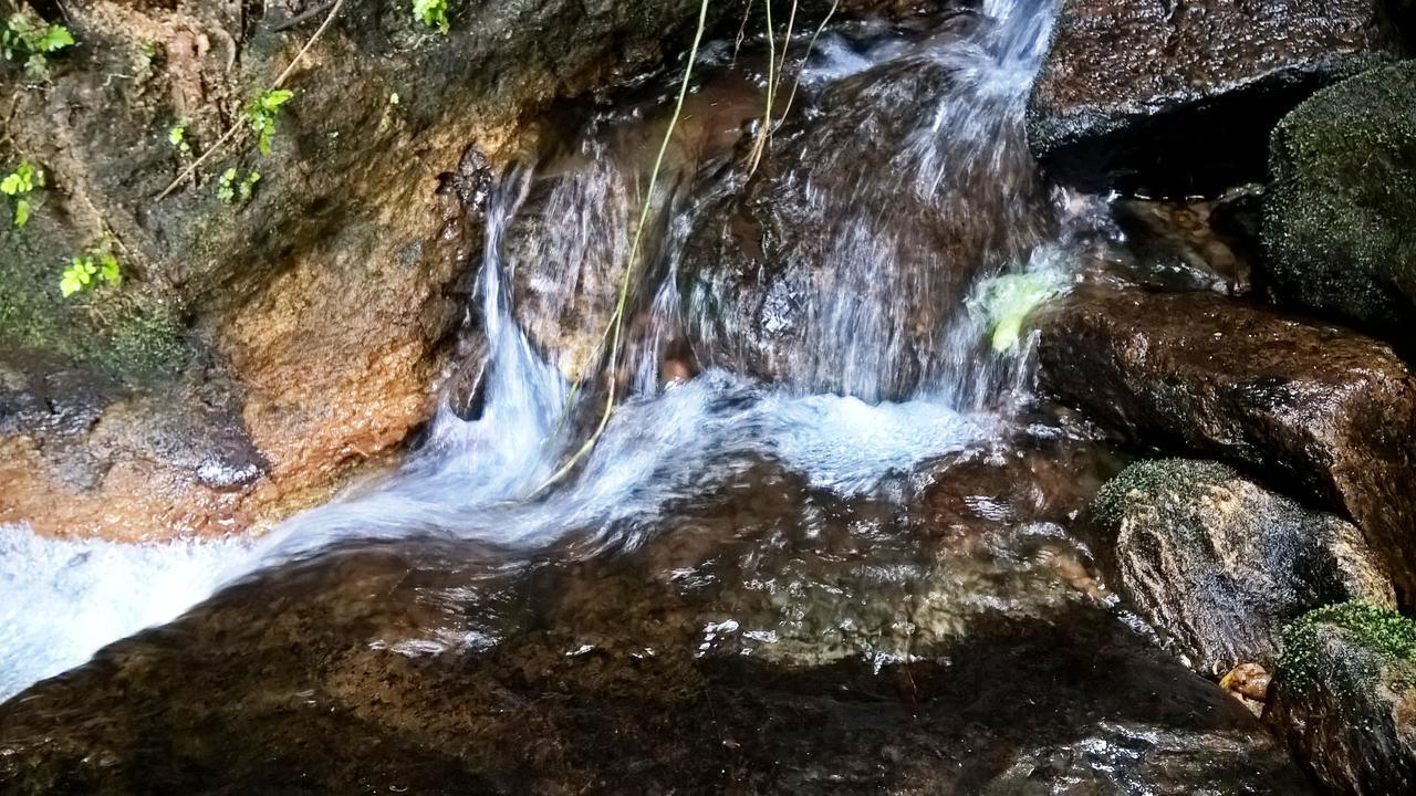 Sinharaja Forest Sanctuary Деніяя Екстер'єр фото